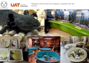 Difunde la UAT técnicas de cuidado y reproducción del ajolote