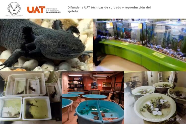 Difunde la UAT técnicas de cuidado y reproducción del ajolote