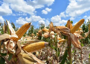 Piden productores de maíz de Tamaulipas registrarse en programa de precios de garantía