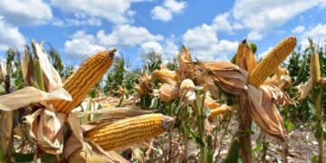 Piden productores de maíz de Tamaulipas registrarse en programa de precios de garantía