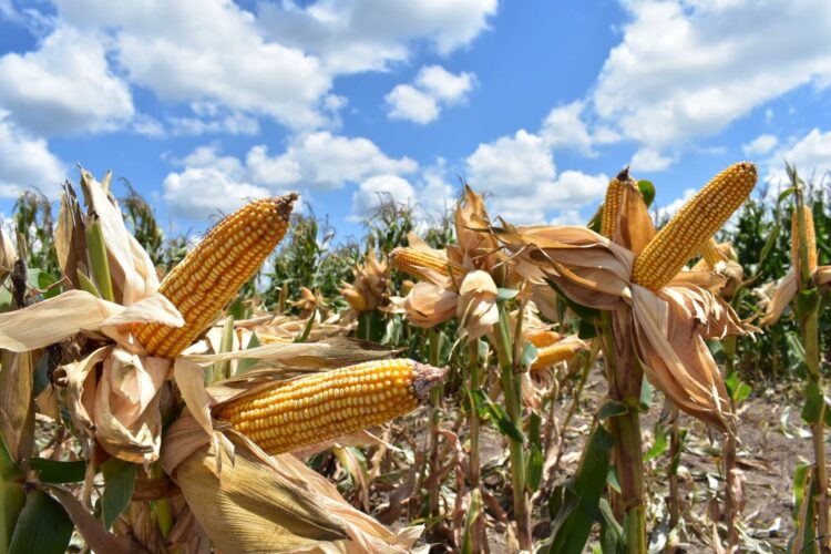 Piden productores de maíz de Tamaulipas registrarse en programa de precios de garantía