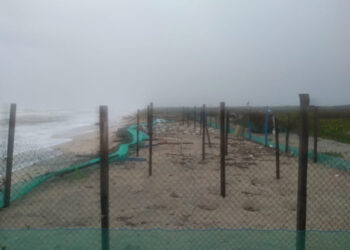 Tormentas destruyen 35 mil huevos de tortuga lora en las costas de Tamaulipas