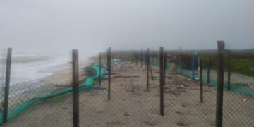 Tormentas destruyen 35 mil huevos de tortuga lora en las costas de Tamaulipas