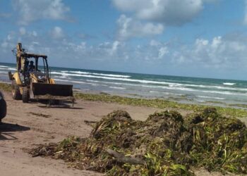 Realizan limpieza de lirio con maquinaria pesada en Playa Miramar de Cd. Madero, Tamaulipas