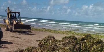 Realizan limpieza de lirio con maquinaria pesada en Playa Miramar de Cd. Madero, Tamaulipas