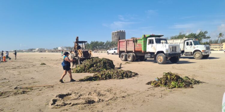 Realizan limpieza de lirio con maquinaria pesada en Playa Miramar de Cd. Madero, Tamaulipas