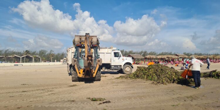 Realizan limpieza de lirio con maquinaria pesada en Playa Miramar de Cd. Madero, Tamaulipas