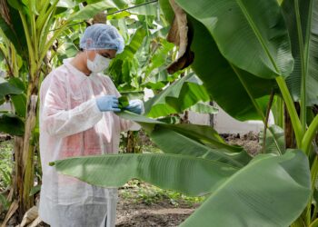 Realizarán en San Luis Potosí la Semana Nacional de la Sanidad Vegetal del 1 al 5 de julio