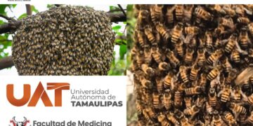 La UAT lanza campaña para rescatar y proteger enjambres de abejas