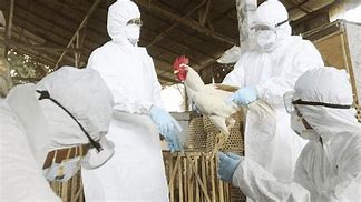 Confirman SS y SADER primar caso en México en humanos de influenza aviar A (H5N2) 
