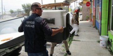 Tiene Fiscalía de Tamaulipas peritos veterinarios para dictaminar maltrato animal