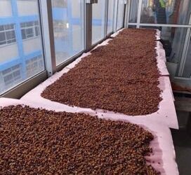 Explora Chapingo propiedades de semillas de achiote para nuevos fármacos