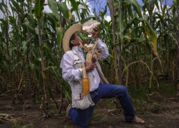 Emprende SADER acciones para preservar y producir 64 variedades de maíces nativos de México