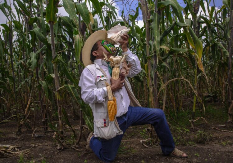 Emprende SADER acciones para preservar y producir 64 variedades de maíces nativos de México