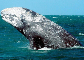 Ballenas grises del Pacífico se encogen un 13% en dos décadas