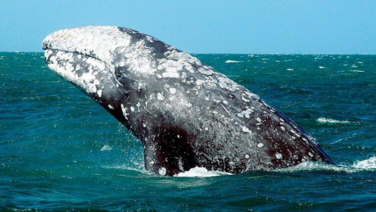 Ballenas grises del Pacífico se encogen un 13% en dos décadas