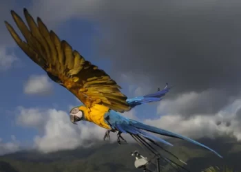 Nuevo estudio revela que las aves usan sus pulmones para mejorar la mecánica del vuelo