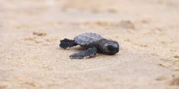 Liberarán a tortugas lora