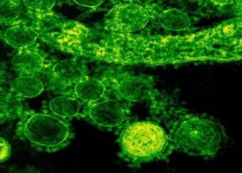 Japón registra 77 muertes por bacteria carnívora en 2024