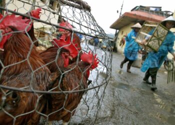 La OMS confirma el primer caso humano de gripe aviar en Australia en una niña de dos años