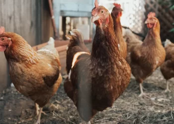 OMS en alerta: Brotes de gripe aviar se triplican en Estados Unidos
