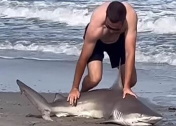 Hombre devuelve tiburón al mar tras incidente en Nueva Jersey