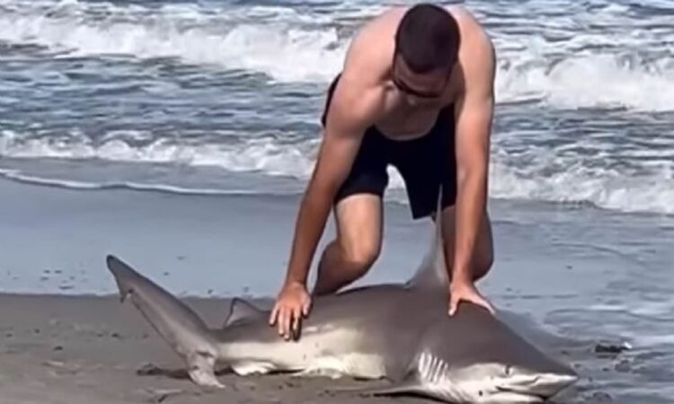 Hombre devuelve tiburón al mar tras incidente en Nueva Jersey
