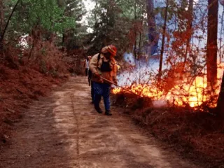 Incendios devoran selva maya de Guatemala: daños incalculables