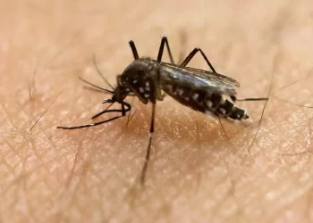 Aumento de casos de dengue preocupa a EE.UU.: alerta para viajeros desde Puerto Rico