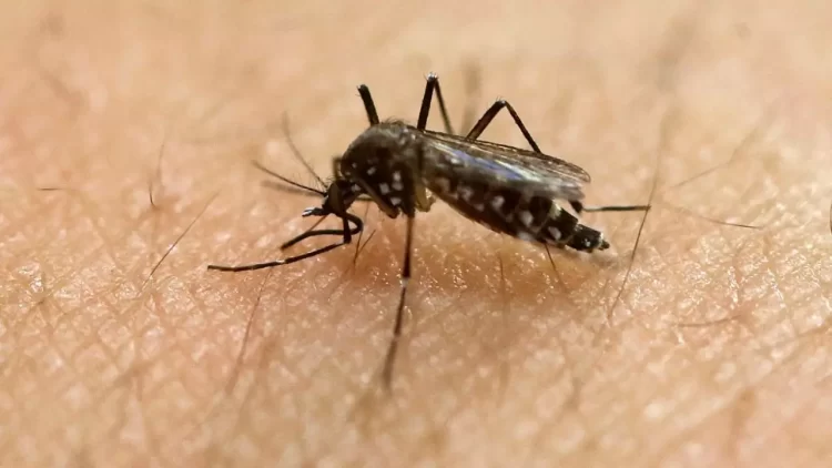 Aumento de casos de dengue preocupa a EE.UU.: alerta para viajeros desde Puerto Rico