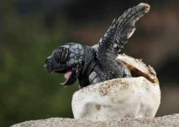 Altas temperaturas amenazan nacimiento de tortugas macho en Malasia