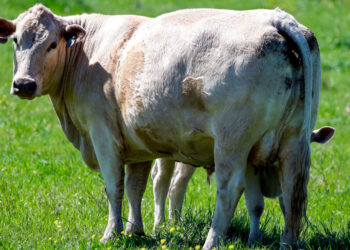 Preocupación en Colorado por síntomas de gripe aviar en ganado bovino