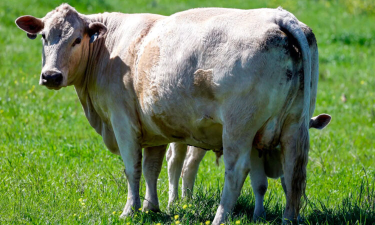 Preocupación en Colorado por síntomas de gripe aviar en ganado bovino