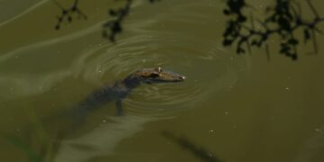 Aplican rastreo satelital a cocodrilo de pantano en zona sur de Tamaulipas