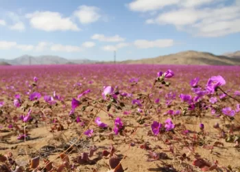 Árido desierto de Atacama, Chile florece debido a las inusuales lluvias