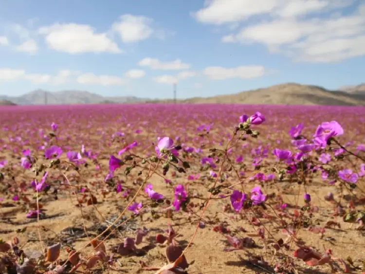 Árido desierto de Atacama, Chile florece debido a las inusuales lluvias