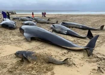 Setenta ballenas piloto quedan varadas en Escocia; varias han muerto