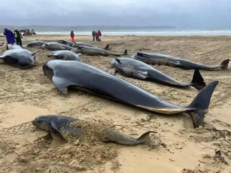 Setenta ballenas piloto quedan varadas en Escocia; varias han muerto