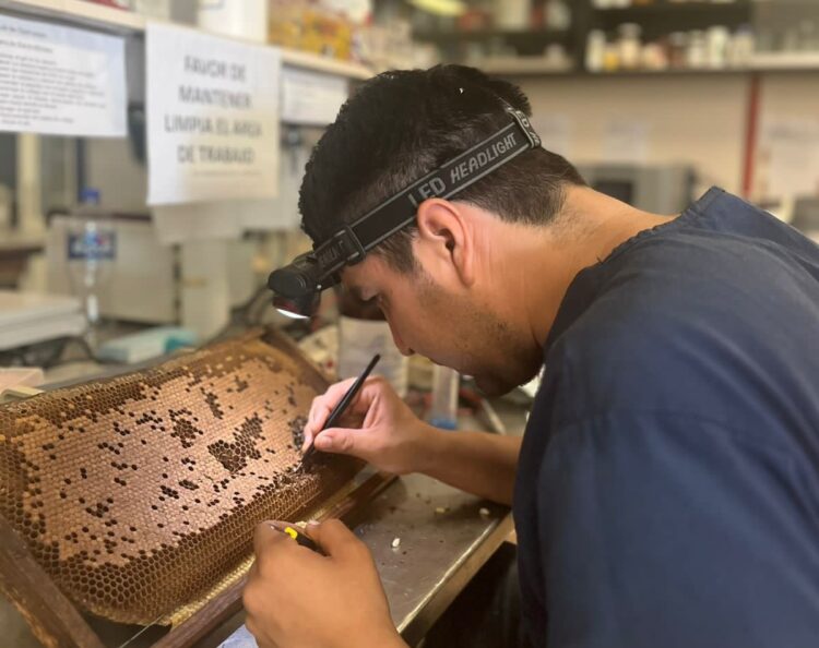 Desarrolla UAT bioinsecticida para combatir plagas que afectan la apicultura