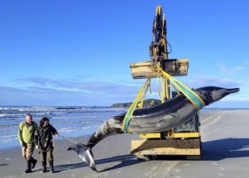 Aparece en Nueva Zelanda cadáver de la ballena más extraña del mundo