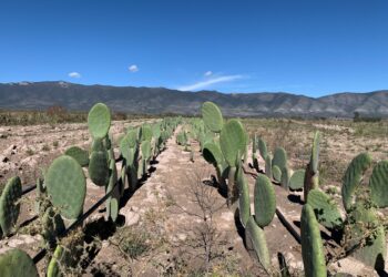 Benefician a 18 entidades con viveros de nopal forrajero para recuperación de praderas