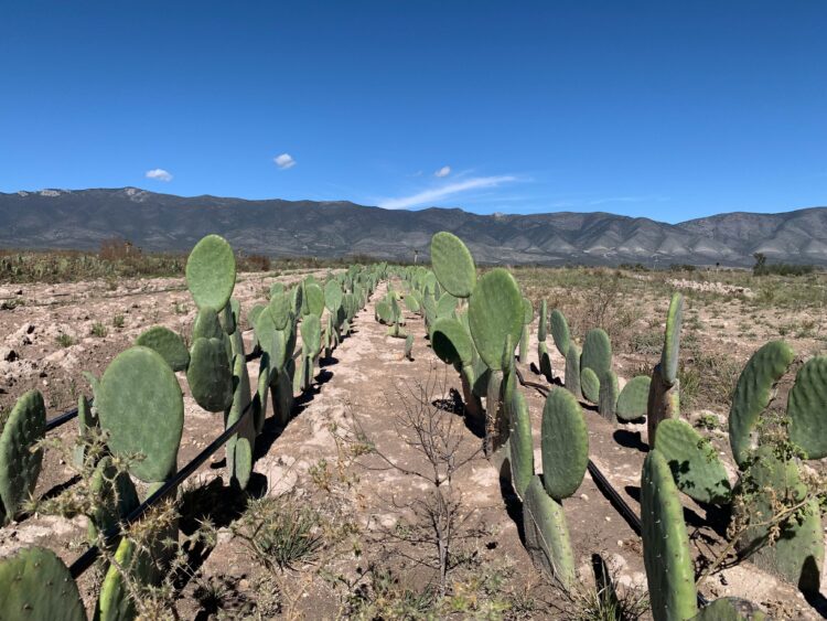 Benefician a 18 entidades con viveros de nopal forrajero para recuperación de praderas