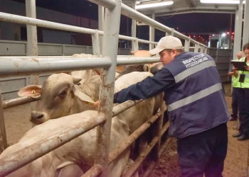 Movilizan ganaderos 20 millones de bovinos anuales en México con medidas sanitarias: CNOG