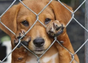 Atiende Municipio casos de maltrato animal