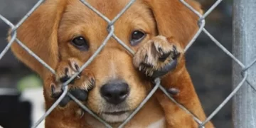 Atiende Municipio casos de maltrato animal