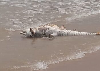 Cocodrilo muerto en Miramar causa temor y expectación
