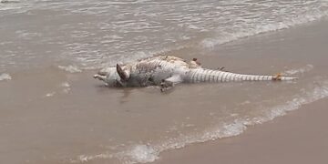 Cocodrilo muerto en Miramar causa temor y expectación