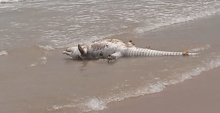 Cocodrilo muerto en Miramar causa temor y expectación