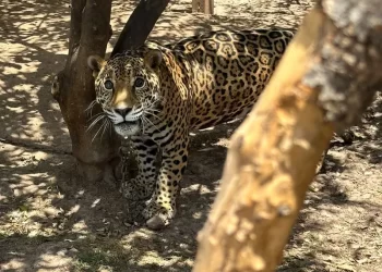 Tenían a un jaguar encadenado en el patio de su casa