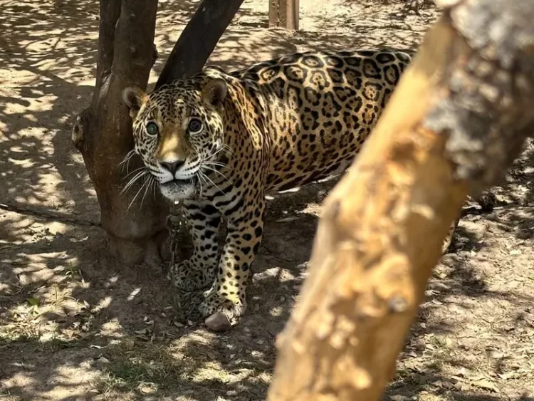 Tenían a un jaguar encadenado en el patio de su casa